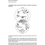 IELTS Writing Task 1 Task 2 (Sách màu)