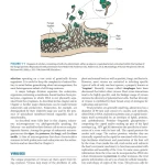 Sách Medical_Microbiology