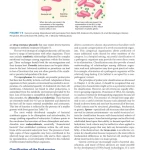 Sách Medical_Microbiology